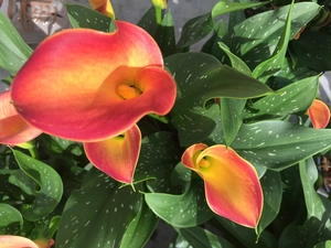 Calla Morning Queen