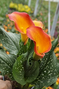 Calla Morning Sun