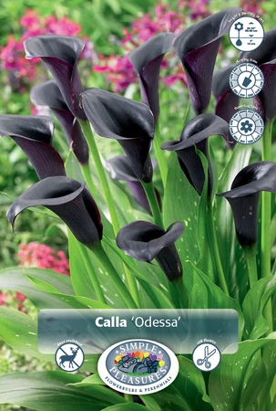 Calla Odessa | 100 pce