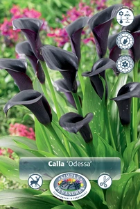 Calla Odessa | 100 pce