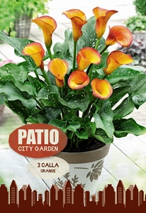 Calla Orange | Capper 5 x 16