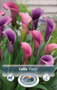 Calla Pasja | 15 pce