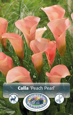 Calla Peach Pearl | 15 pce