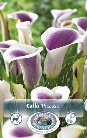 Calla Picasso ® | 15 pce