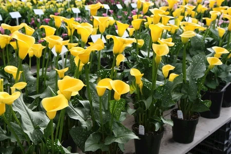 Calla Yellow Queen