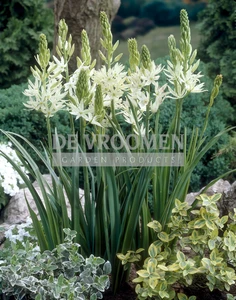 Camassia Alba