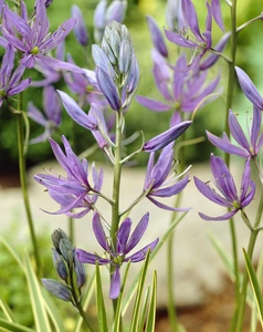 Camassia Blue Melody