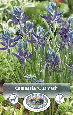 Camassia Quamash | Cappers 10 x 15