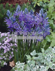 Camassia quamash