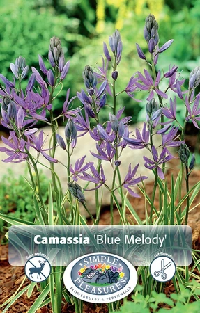 Camassia Quamash Blue Melody | Cappers 6 x 15