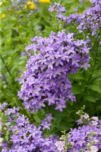 Campanula Borders Blues