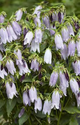 Campanula Country Bells Pink PBR