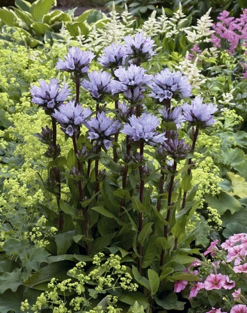 Campanula Emerald