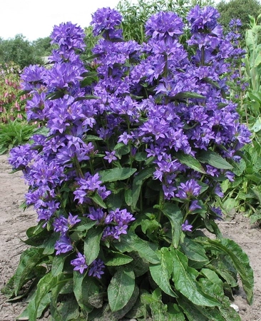 Campanula Freya PBR