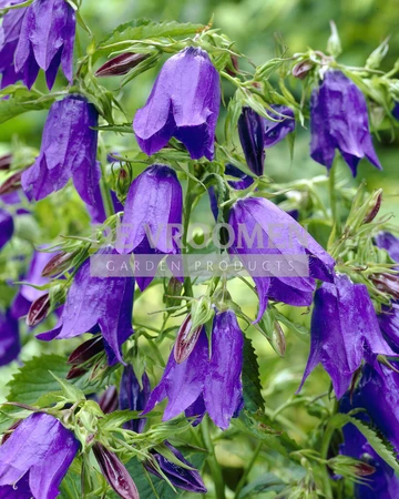 Campanula Sarastro