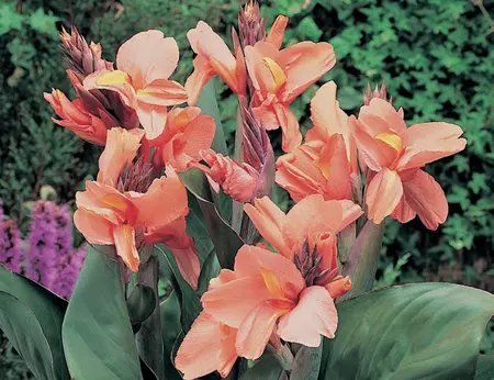 Canna Apricot Frost