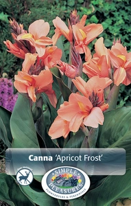 Canna Apricot Frost | 12 pce