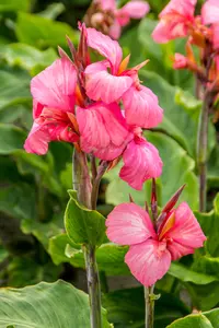 Canna China Doll