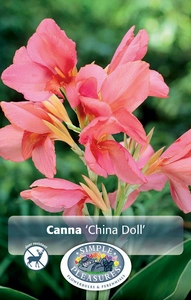 Canna China Doll | 12 pce