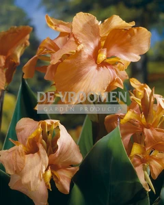 Canna Peach Blush