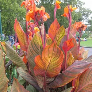 Canna Phasion