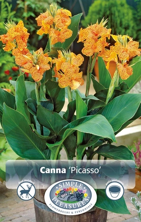 Canna Picasso | 12 pce