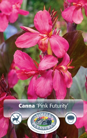 Canna Pink Futurity | 12 pce