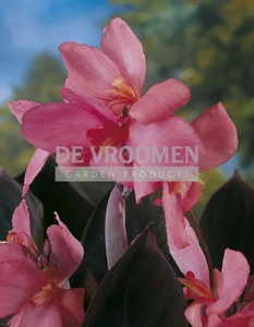 Canna Pink Futurity | 125 pce