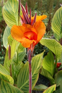 Canna Pretoria