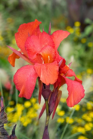 Canna Red Futurity