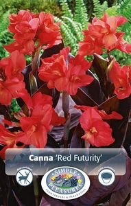 Canna Red Futurity | 12 pce