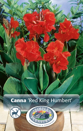 Canna Red King Humbert | 12 pce