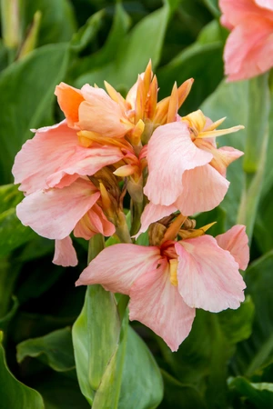 Canna Salmon Pink