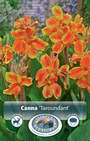 Canna Taroudant | 12 pce