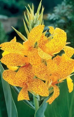 Canna Tropical Yellow