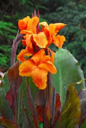 Canna Wyoming