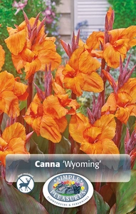 Canna Wyoming | 12 pce