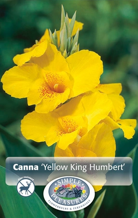 Canna Yellow King Humbert | 12 pce