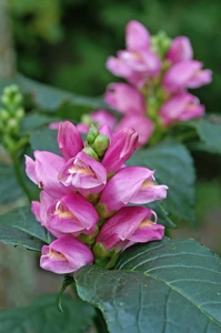 Chelone obliqua