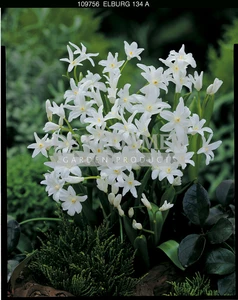 Chionodoxa Alba