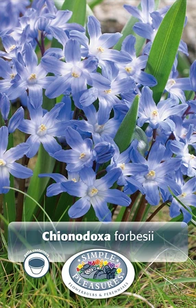 Chionodoxa Forbesii | Cappers 20 x 20