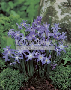 Chionodoxa forbesii (Glory of the snow)