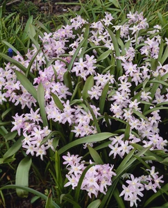 Chionodoxa Forbesii Pink Giant | 50 pcs