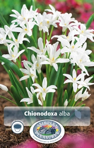 Chionodoxa Luciliae Alba | Cappers 15 x 20