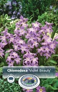 Chionodoxa Luciliae Violet Beauty | Cappers 15 x 20