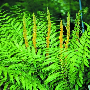 Cinnamon Fern