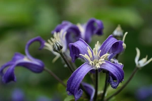 Clematis  China Purple