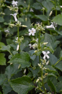 Clematis China White