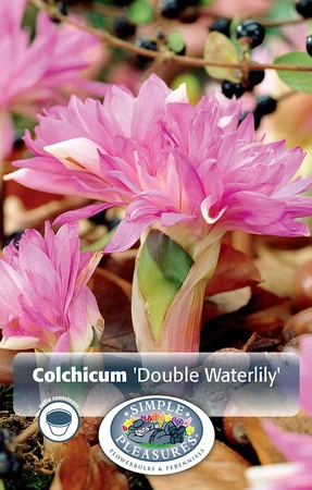 Colchicum Fall Flower Double Waterlily | 25 pce