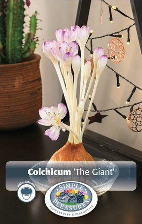 Colchicum Fall Flower The Giant | 25 pce